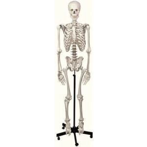 Human Skeleton Exceptional Quality at an Economical Price